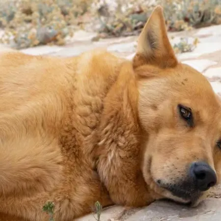 Luxuszelt Magical Treehouse *