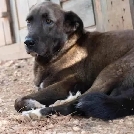 Magical Treehouse Luxuszelt *