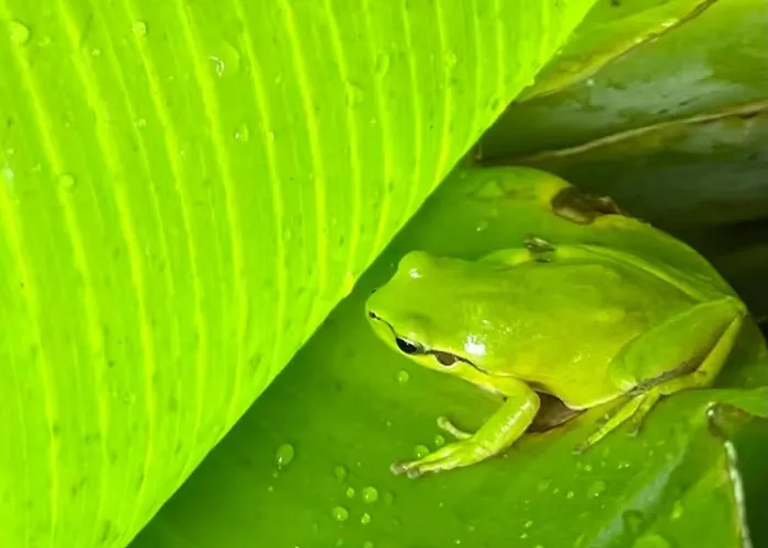 Magical Treehouse Luxuszelt *