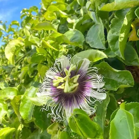 Magical Treehouse Tente de luxe