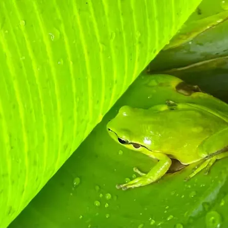 Magical Treehouse Glamping *