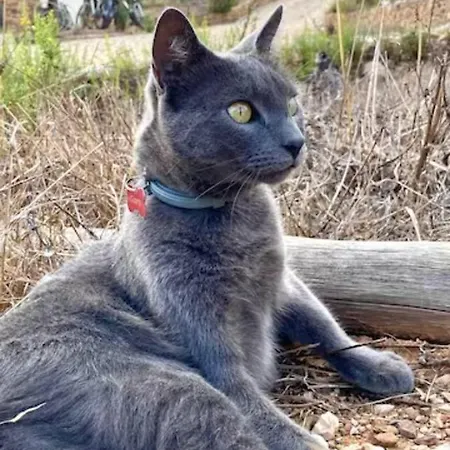 Magical Treehouse Glamping *