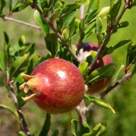 Magical Treehouse Glamping Lagos