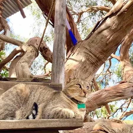 Magical Treehouse Lagos