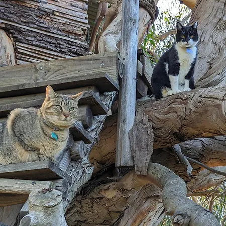 Magical Treehouse Glamping *