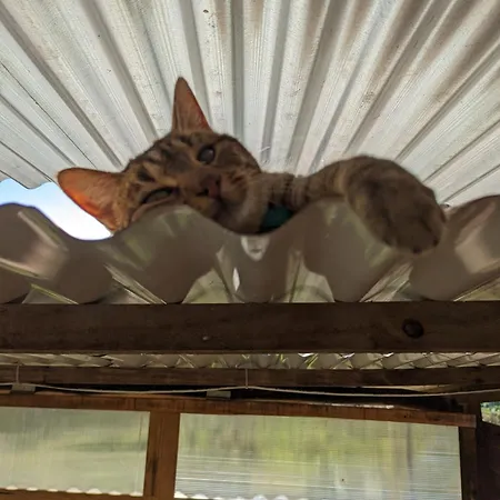 Glamping Magical Treehouse