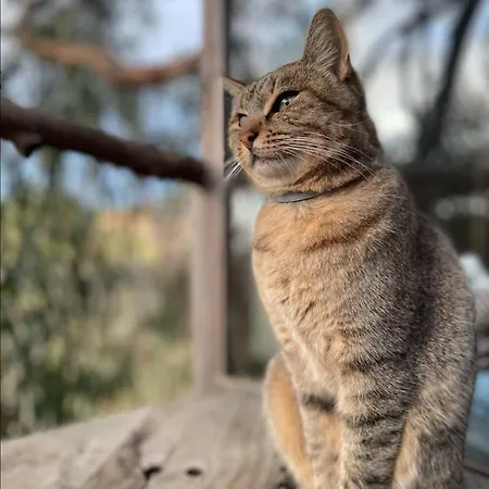 Magical Treehouse Tente de luxe Lagos