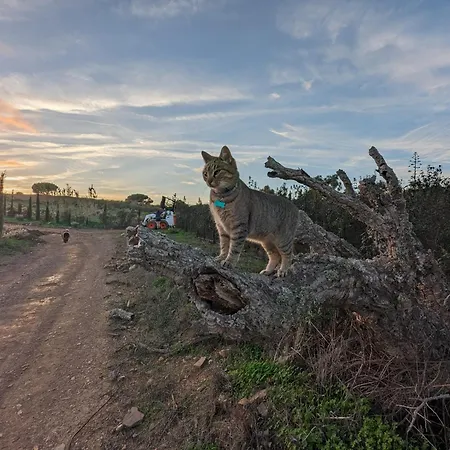 Tente de luxe Magical Treehouse Lagos