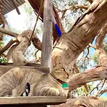 Magical Treehouse ラゴス