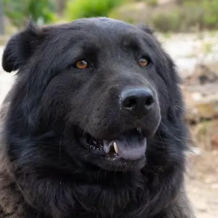 Luxuszelt Magical Treehouse