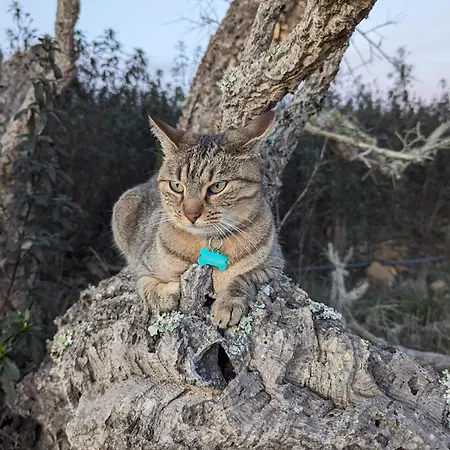 Magical Treehouse *