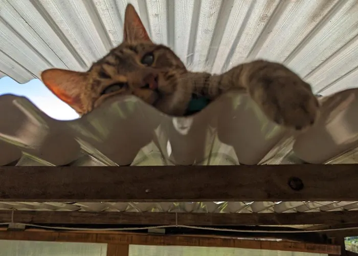 ラグジュアリーテント Magical Treehouse